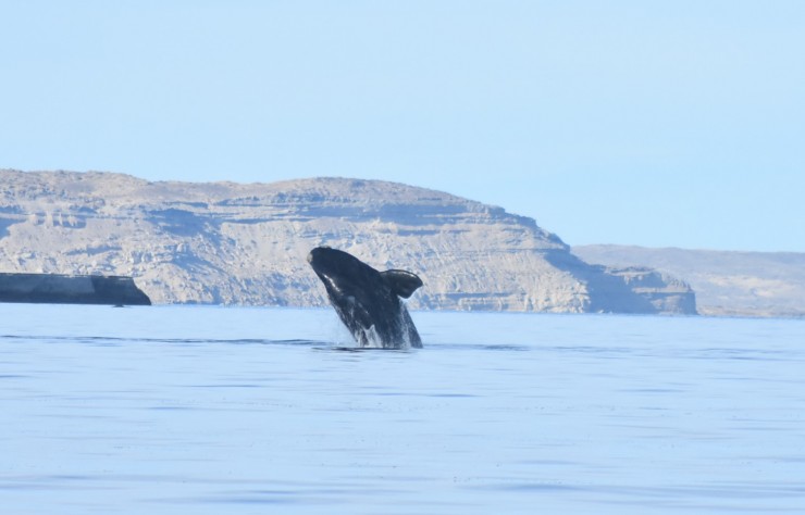 Foto 4/Ballenas