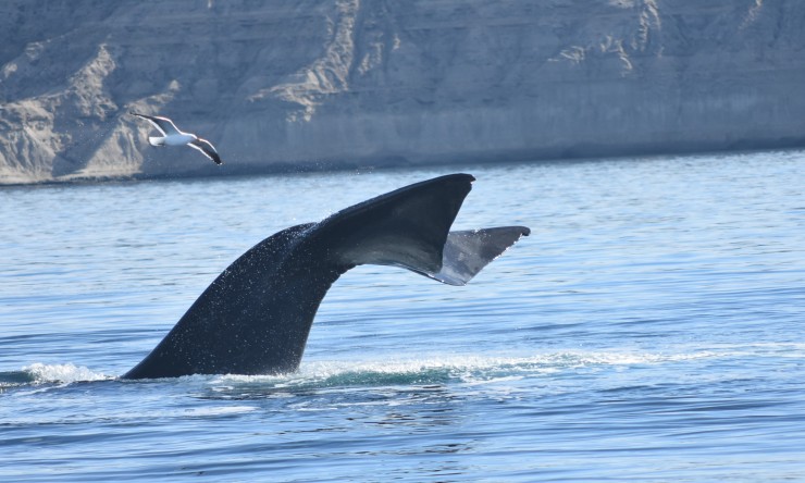 Foto 5/Ballenas