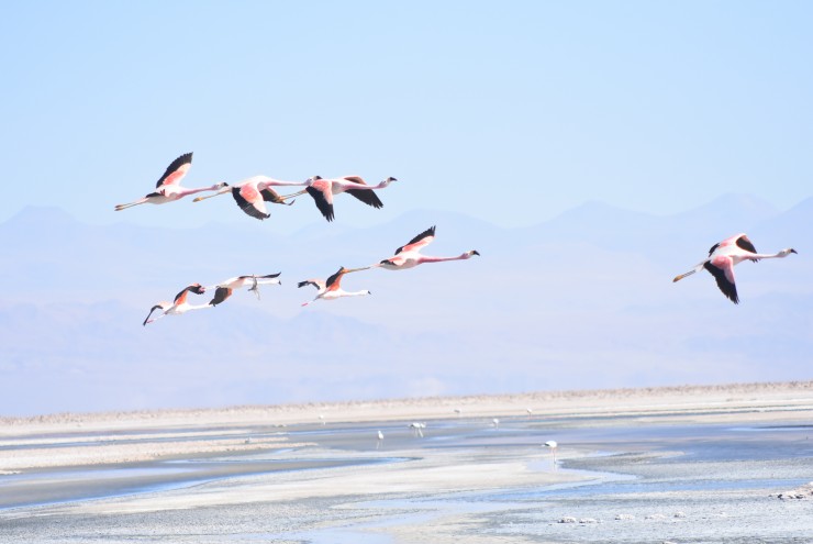 Foto 4/Flamencos