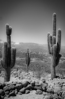 El Imperio de los Cardones