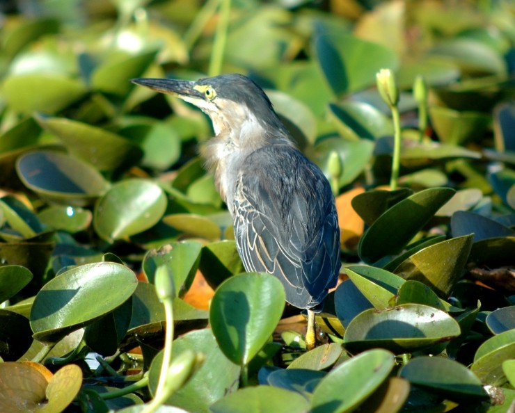 Foto 3/Aves de los Esteros del Iber