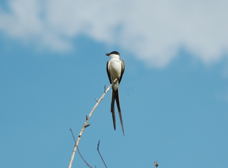 Foto 4/Aves de los Esteros del Iber