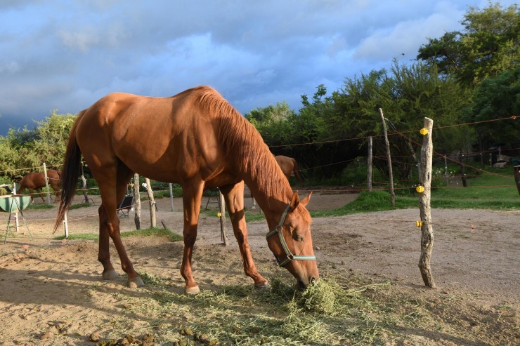 Foto 3/Caballos cordobeses 1