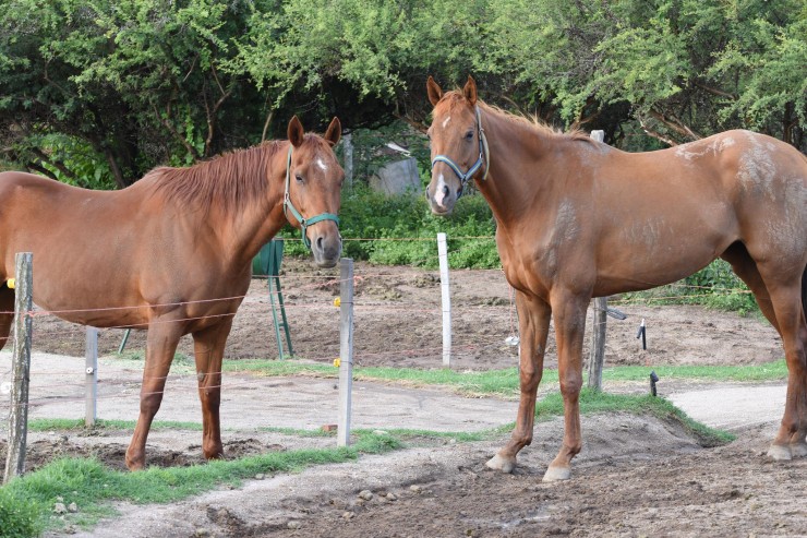 Foto 4/Caballos cordobeses 1