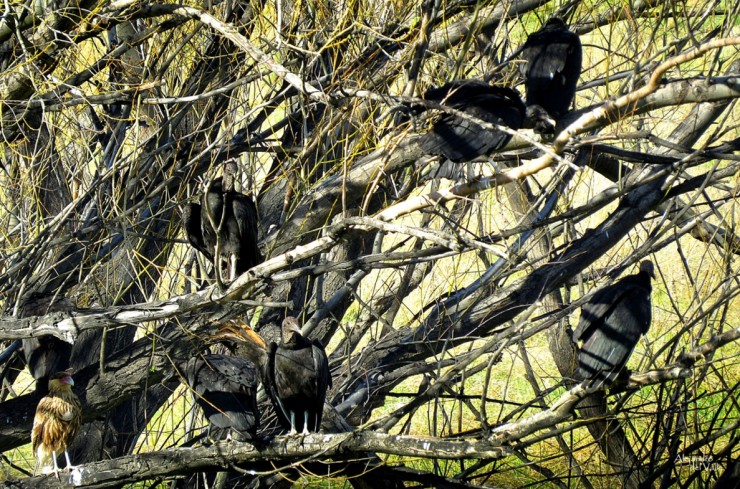 Foto 1/Jotes de cabeza negra esperando para comer