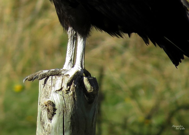 Foto 5/Jotes de cabeza negra esperando para comer