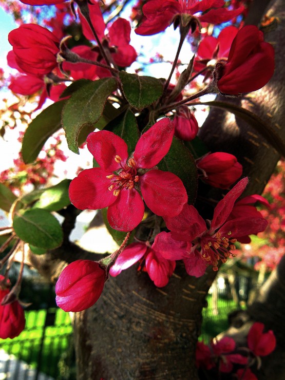 Foto 2/El manzano de flor florecido