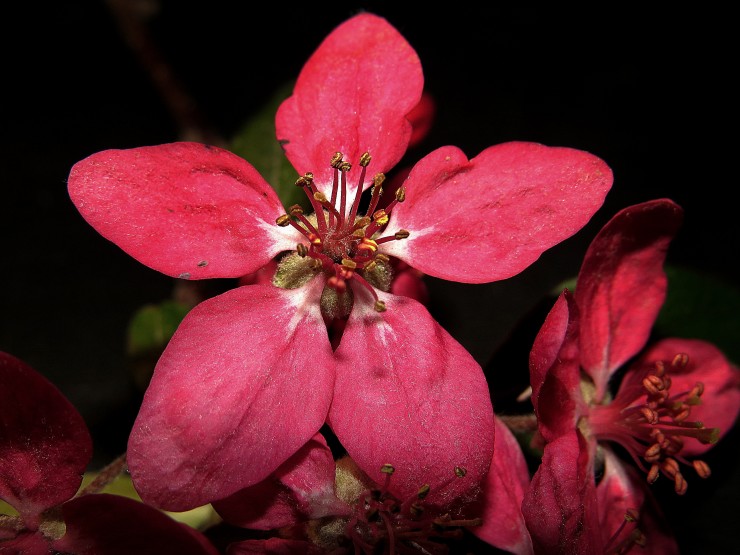 Foto 4/El manzano de flor florecido