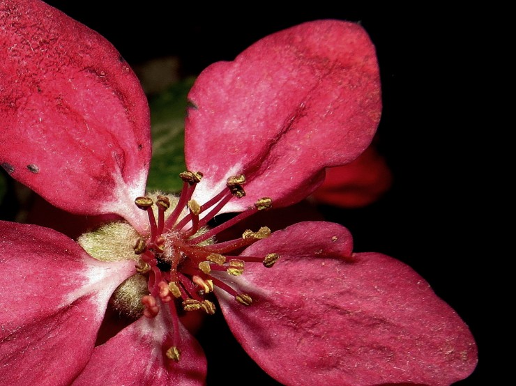 Foto 5/El manzano de flor florecido