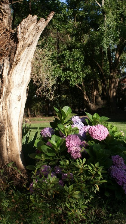 Foto 2/Flores de la casa