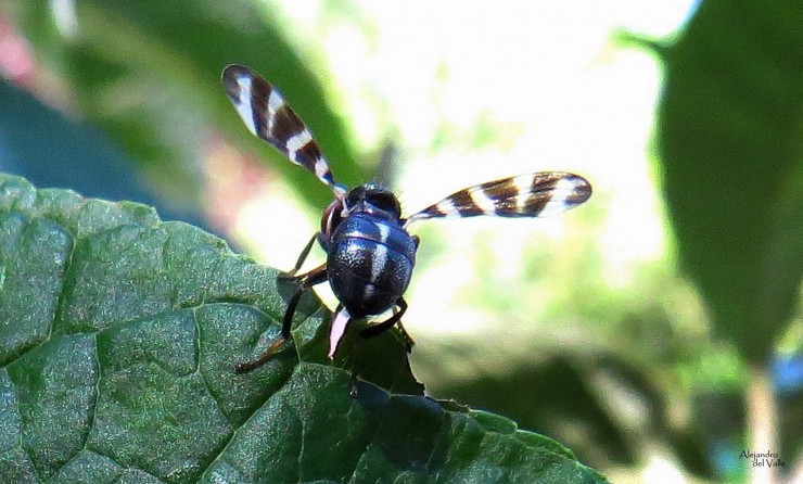 Foto 3/Una mosca muy pintoresca