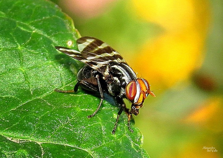 Foto 4/Una mosca muy pintoresca