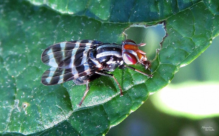 Foto 5/Una mosca muy pintoresca