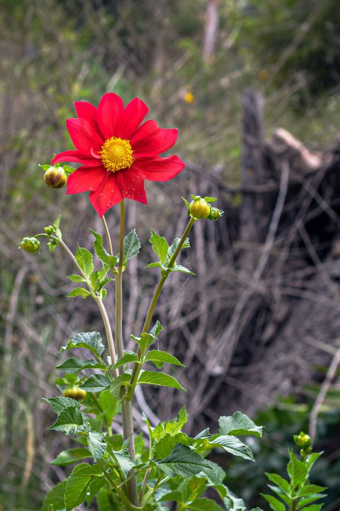 Foto 3/Flores