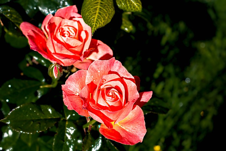 Foto 2/Rosas