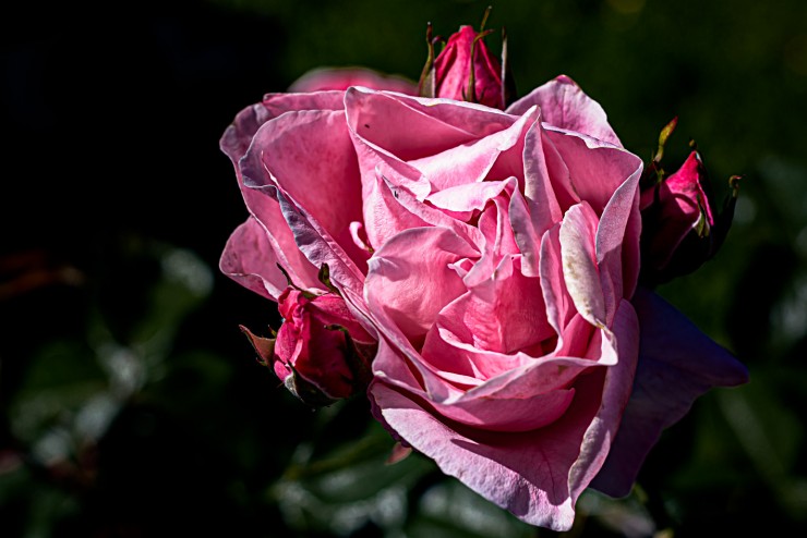 Foto 4/Rosas