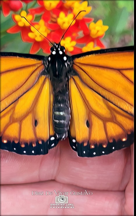 Foto 2/Que importancia tienen las mariposas monarca?