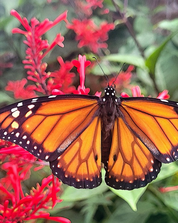 Foto 3/Que importancia tienen las mariposas monarca?