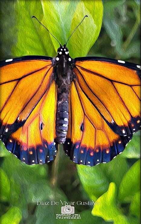 Foto 4/Que importancia tienen las mariposas monarca?