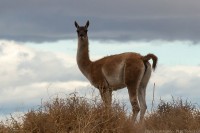 Los Guanacos de La Rinconada