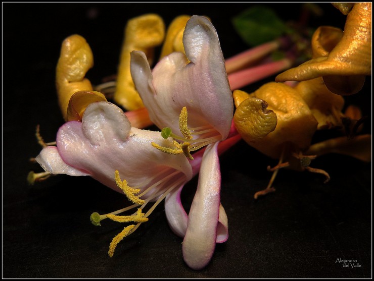 Foto 1/Bellas flores de mi jardn