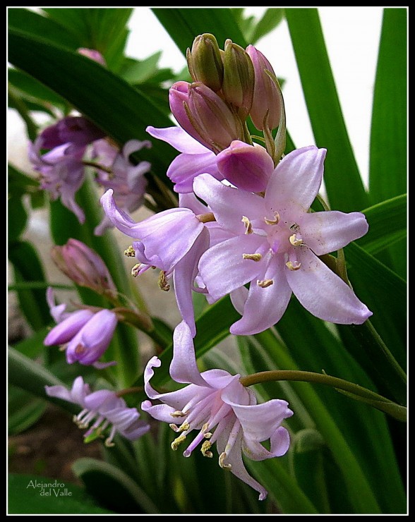 Foto 3/Bellas flores de mi jardn