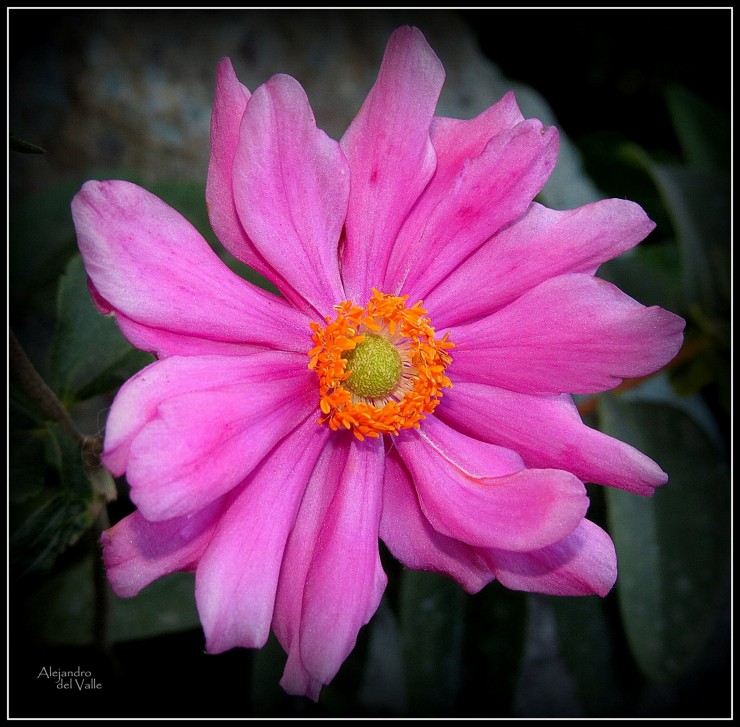 Foto 4/Bellas flores de mi jardn