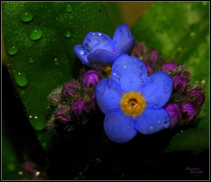 Foto 5/Bellas flores de mi jardn