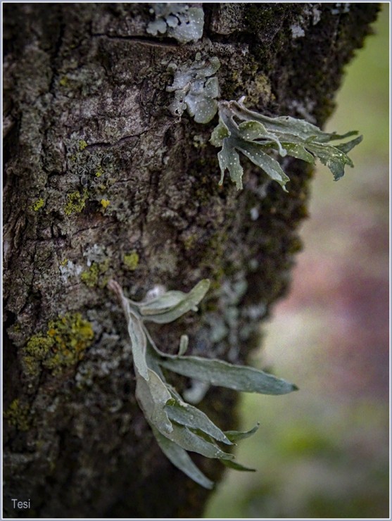 Foto 3/Fragmentos en el bosque