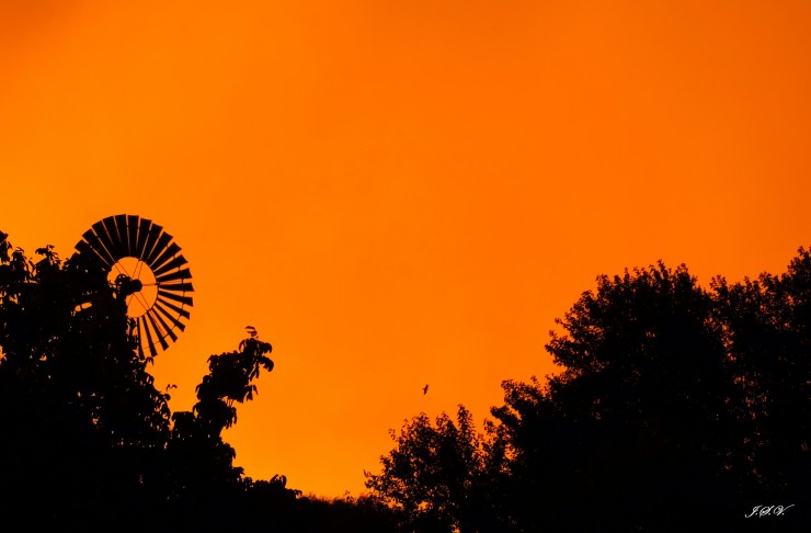 Foto 3/Naranjas del atardecer