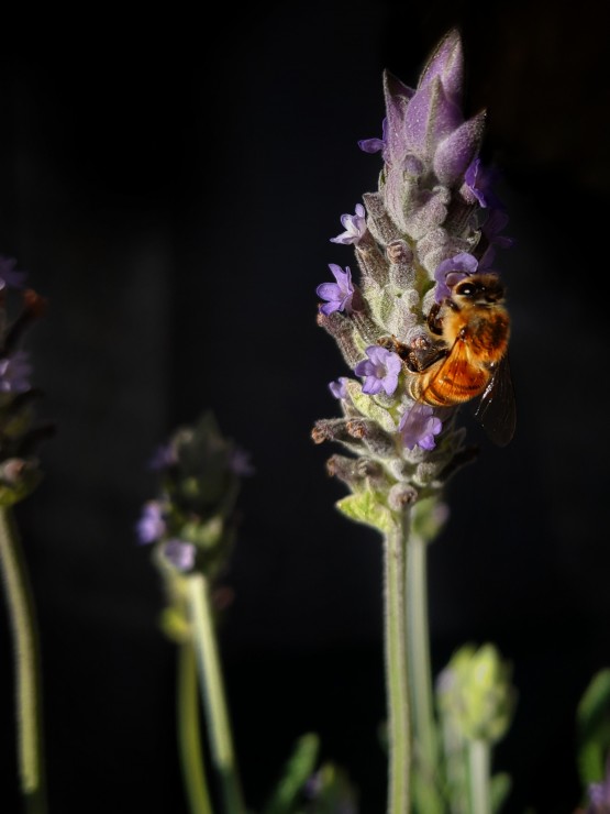 Foto 4/Abejas y lavandas