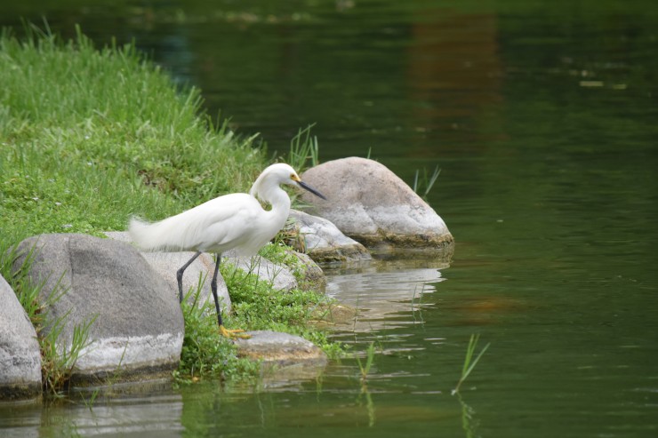 Foto 5/Visita por el jardn japons