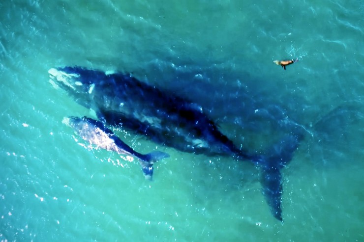 Foto 1/Observando ballenas en Pto. Madryn