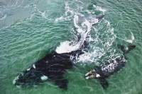 Observando ballenas en Pto. Madryn