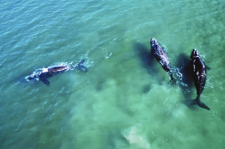 Foto 3/Observando ballenas en Pto. Madryn