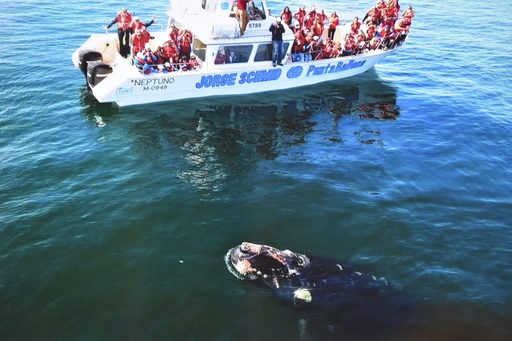 Foto 4/Observando ballenas en Pto. Madryn