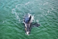 Observando ballenas en Pto. Madryn