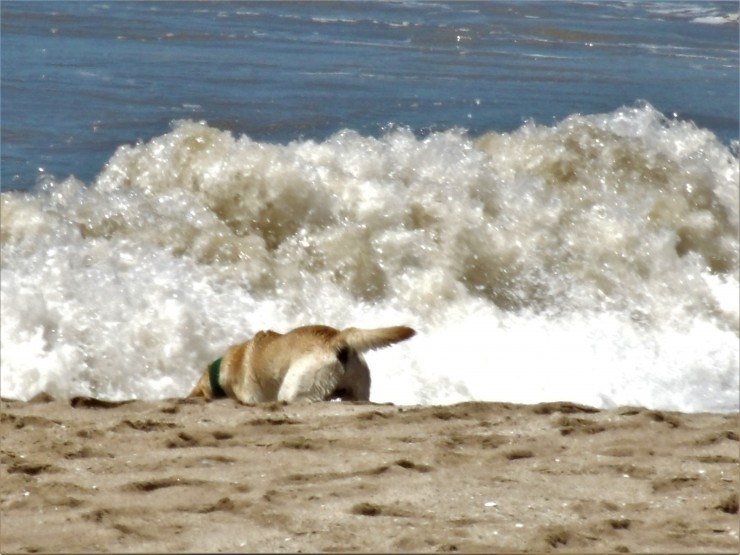 Foto 1/Jugando en La Playa