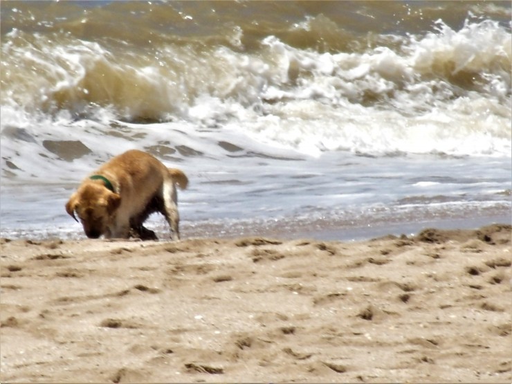 Foto 2/Jugando en La Playa