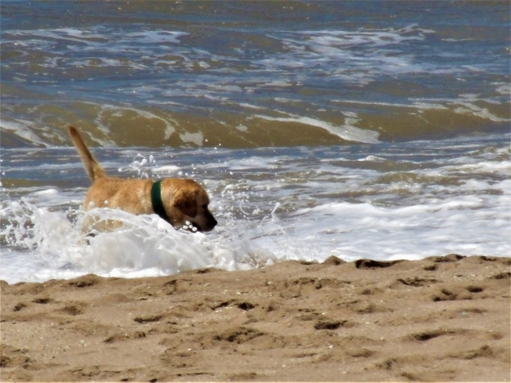 Foto 3/Jugando en La Playa