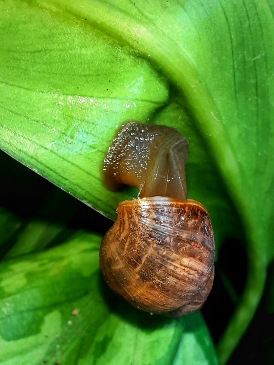 Foto 4/Caracolito paseando