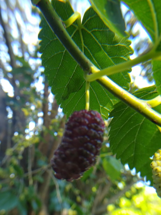 Foto 1/Naturaleza florecida