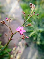 Naturaleza florecida