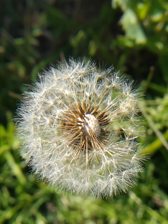 Foto 4/Naturaleza florecida