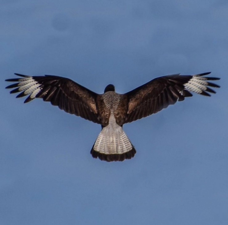 Foto 4/Vuelo