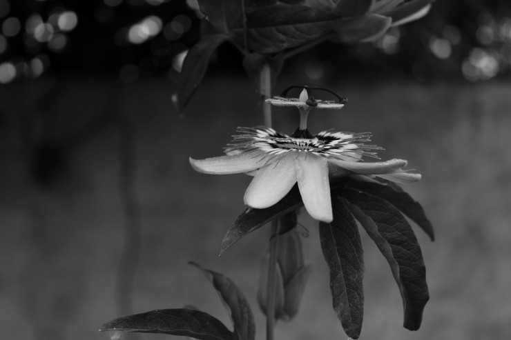 Foto 1/Naturaleza en blanco y negro