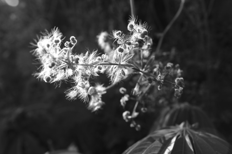Foto 2/Naturaleza en blanco y negro