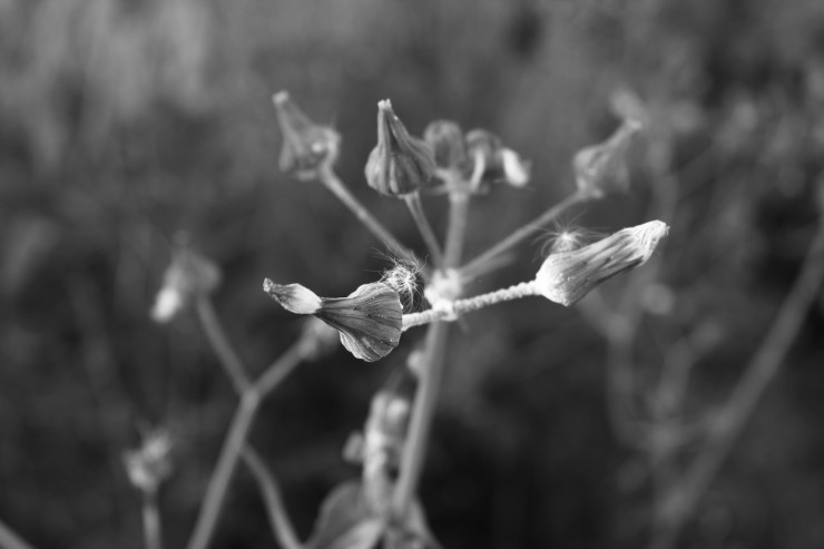 Foto 3/Naturaleza en blanco y negro
