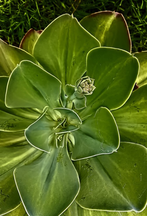 Foto 4/retazos de plantas