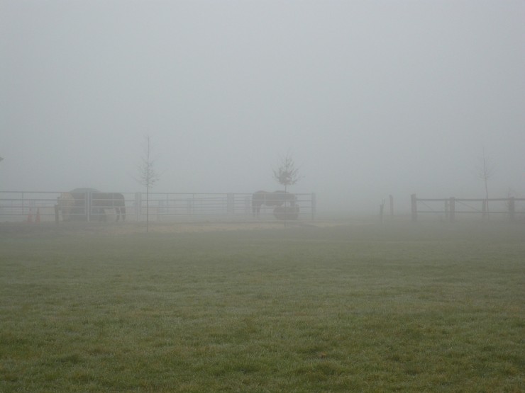 Foto 4/Niebla pesada